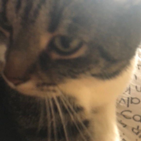 Meet your Posher, Joanie - Picture 1 of 1